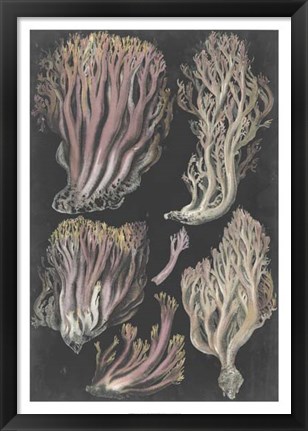 Framed Genus Clavaria II Print