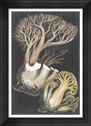 Framed Genus Clavaria III Print