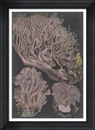 Framed Genus Clavaria IV Print