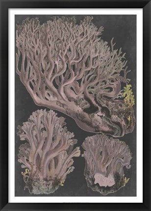 Framed Genus Clavaria IV Print