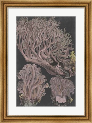 Framed Genus Clavaria IV Print