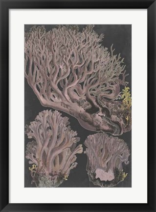 Framed Genus Clavaria IV Print