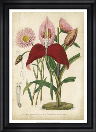 Framed Summer Medley V Print