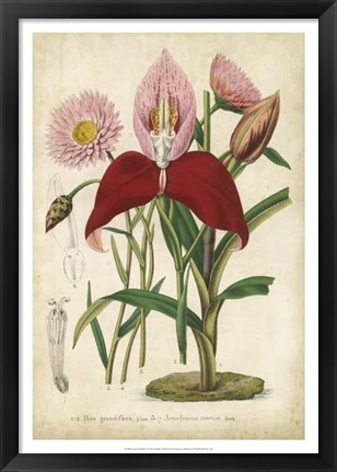 Framed Summer Medley V Print