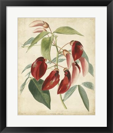 Framed Tropical Floral I Print