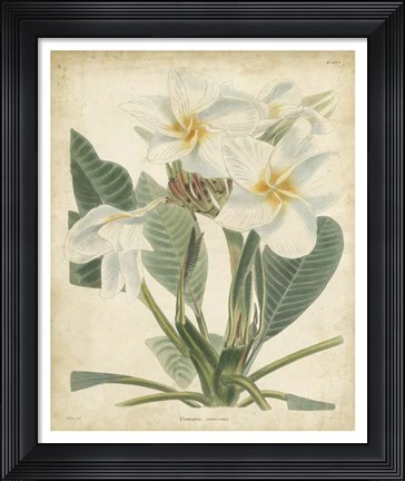 Framed Tropical Floral II Print
