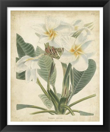 Framed Tropical Floral II Print