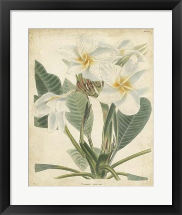 Framed Tropical Floral II Print