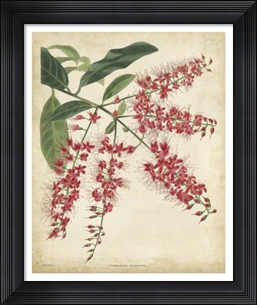 Framed Tropical Floral III Print