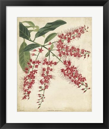 Framed Tropical Floral III Print