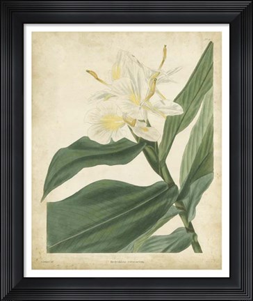 Framed Tropical Floral IV Print