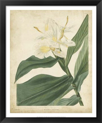 Framed Tropical Floral IV Print