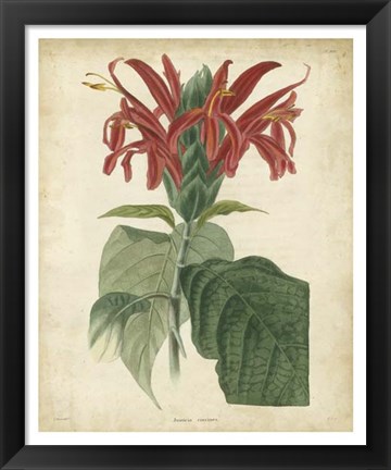 Framed Tropical Floral V Print