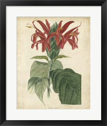 Framed Tropical Floral V Print