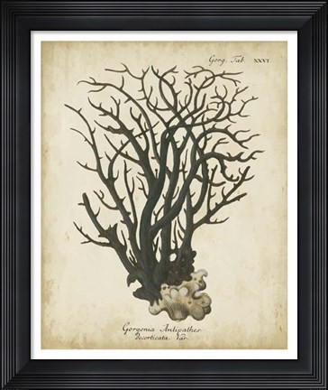Framed Esper Antique Coral I Print