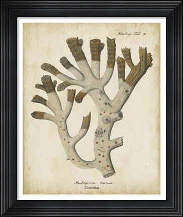 Framed Esper Antique Coral II Print