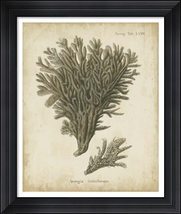 Framed Esper Antique Coral III Print