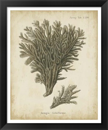 Framed Esper Antique Coral III Print