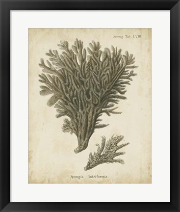 Framed Esper Antique Coral III Print