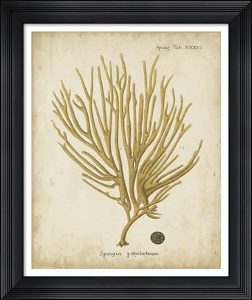 Framed Esper Antique Coral IV Print