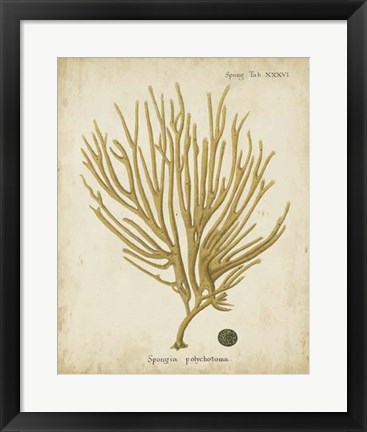 Framed Esper Antique Coral IV Print