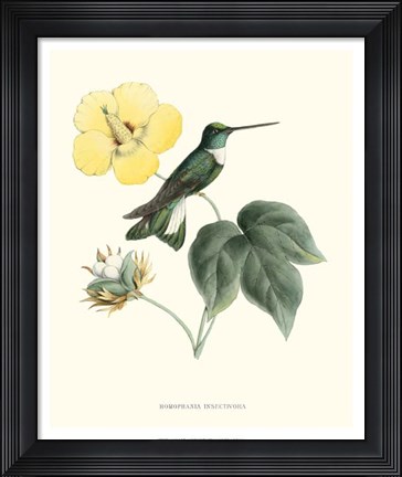 Framed Hummingbird &amp; Bloom I Print