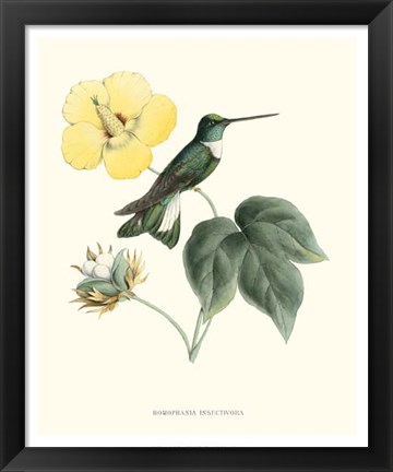 Framed Hummingbird &amp; Bloom I Print