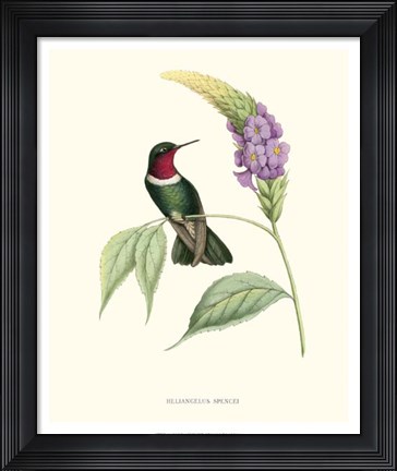 Framed Hummingbird &amp; Bloom II Print
