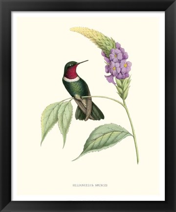 Framed Hummingbird &amp; Bloom II Print