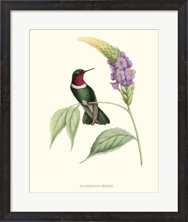 Framed Hummingbird &amp; Bloom II Print