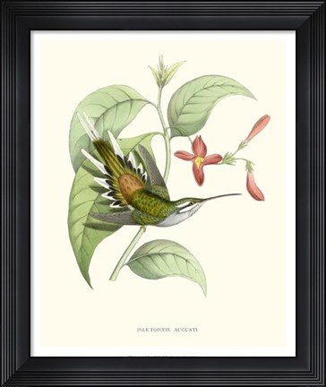 Framed Hummingbird &amp; Bloom III Print