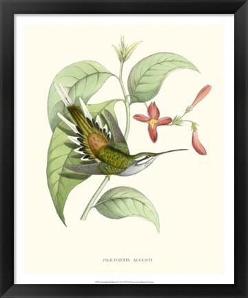 Framed Hummingbird &amp; Bloom III Print