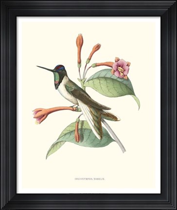 Framed Hummingbird &amp; Bloom IV Print