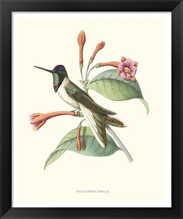 Framed Hummingbird &amp; Bloom IV Print