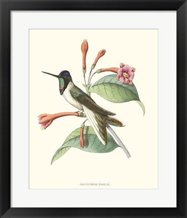 Framed Hummingbird &amp; Bloom IV Print