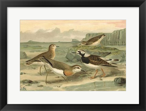 Framed Shore Gathering I Print