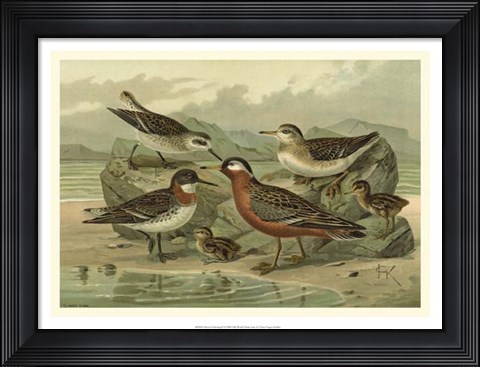 Framed Shore Gathering II Print