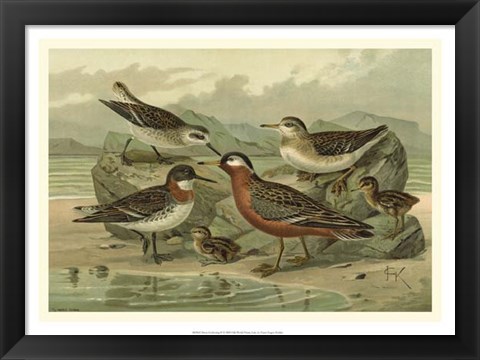 Framed Shore Gathering II Print