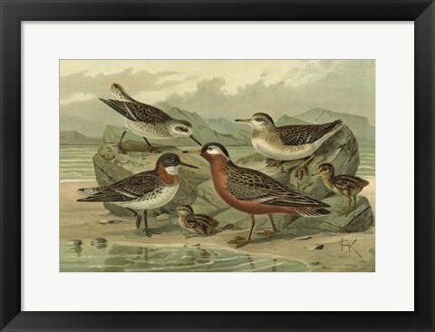 Framed Shore Gathering II Print