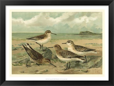 Framed Shore Gathering III Print