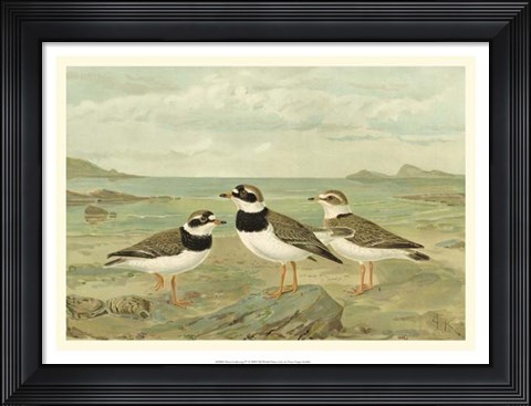 Framed Shore Gathering IV Print