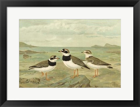 Framed Shore Gathering IV Print