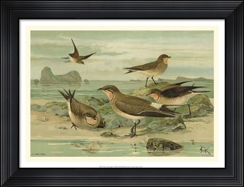 Framed Shore Gathering V Print