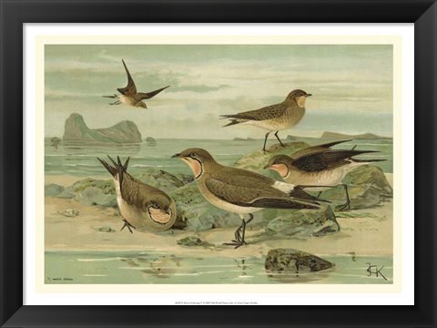 Framed Shore Gathering V Print