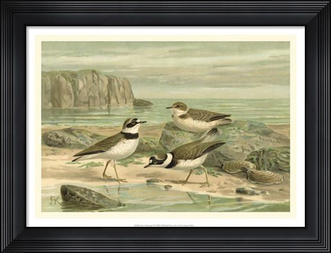 Framed Shore Gathering VI Print
