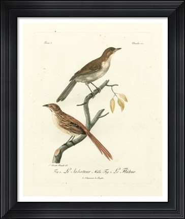 Framed Antique French Birds I Print