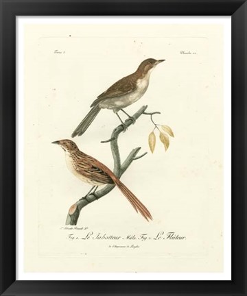 Framed Antique French Birds I Print