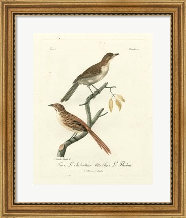 Framed Antique French Birds I Print