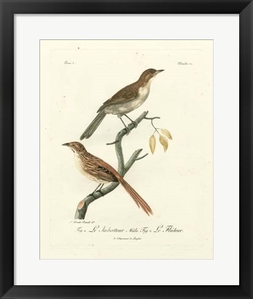 Framed Antique French Birds I Print