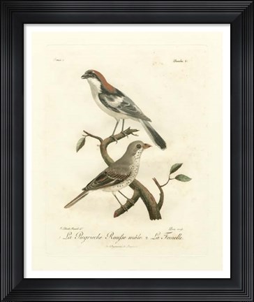 Framed Antique French Birds II Print